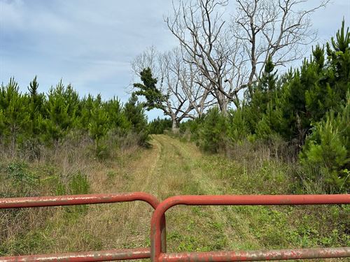 166 Ac Cr7 Conecuh Co, AL : Repton : Conecuh County : Alabama