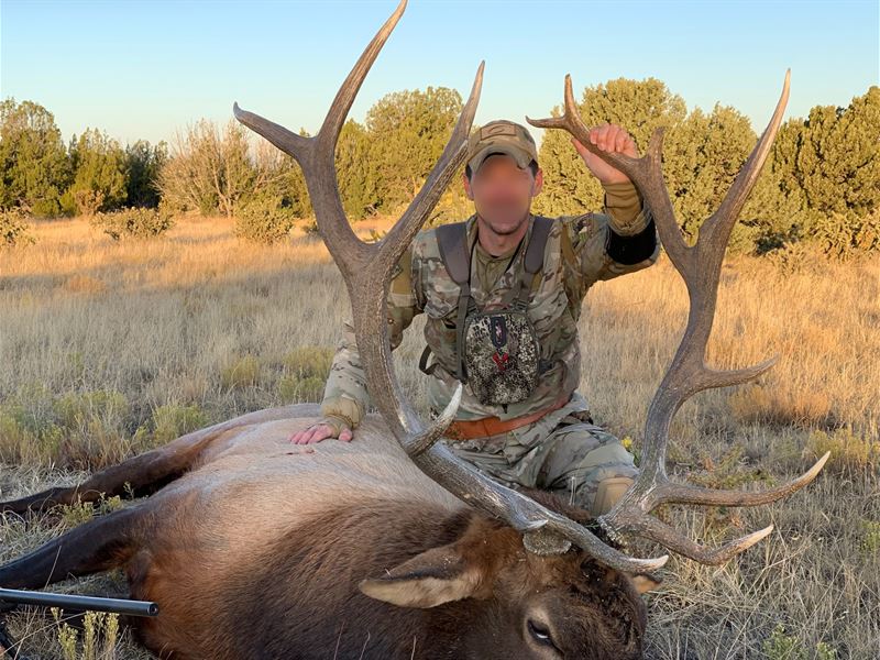 Country Cabin Land, Elk Cattle : Branson : Las Animas County : Colorado