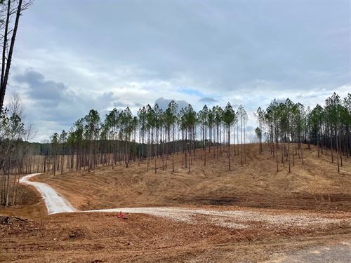 16 Acres, White Plains Rd. Mini : Cragford : Clay County : Alabama