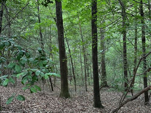 40 Ac Off Cr7 Conecuh Co, AL : Repton : Conecuh County : Alabama