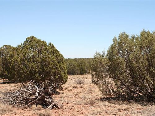 Score Big with 1.12 Acres $175/Mo : Snowflake : Navajo County : Arizona