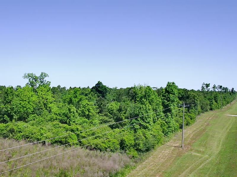 FL Land Auction Near Chipola River : Altha : Calhoun County : Florida