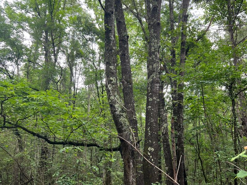 Alexander Road Timber Tract : Star City : Lincoln County : Arkansas