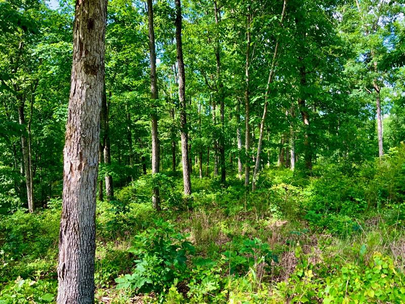41 Timber Cover Acres Near Kentucky : Waverly : Humphreys County : Tennessee