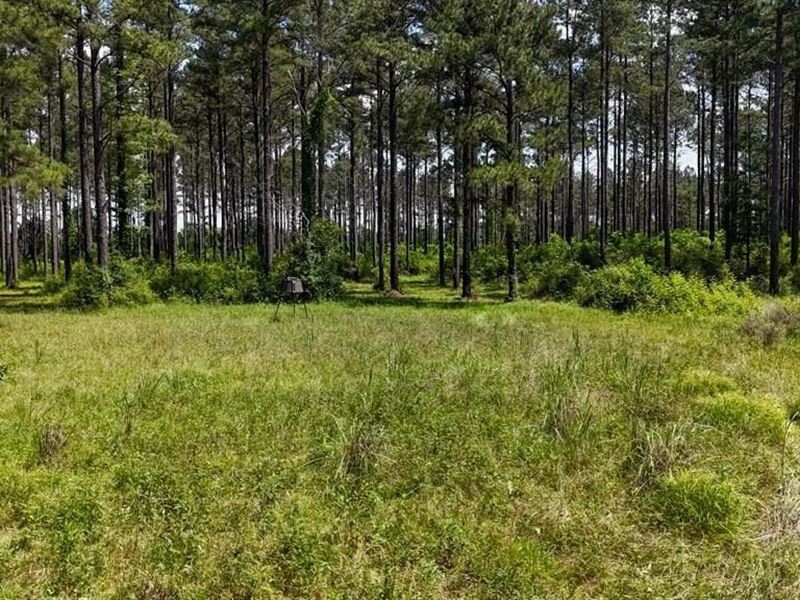Turnkey Pike County, MS 70 Acres Hu : Magnolia : Pike County : Mississippi