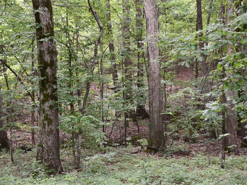 Big Creek North : Harrisburg : Poinsett County : Arkansas