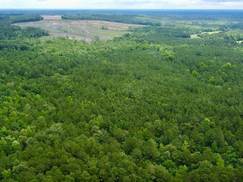 25.51 Acres of Residential or Recre : Bunnlevel : Harnett County : North Carolina
