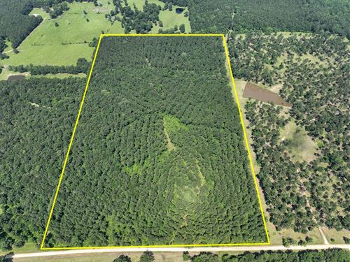 48 Acres, T-3, Fodice-2 Road : Pennington : Trinity County : Texas
