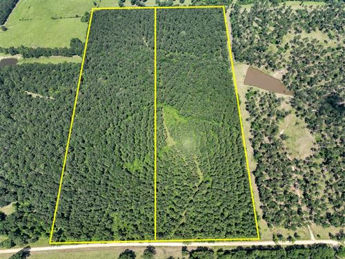 24 Acres, T-1, Fodice-2 Road : Pennington : Trinity County : Texas