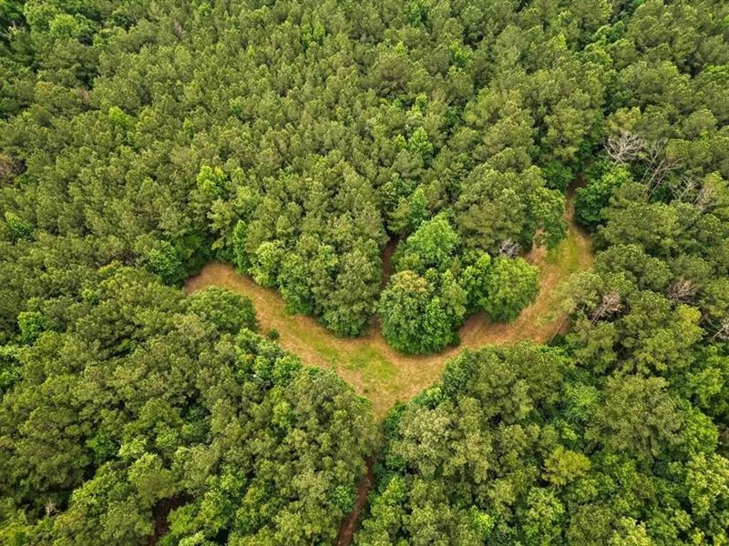 Hunting Land Near Homochitto Nation : Gloster : Amite County : Mississippi