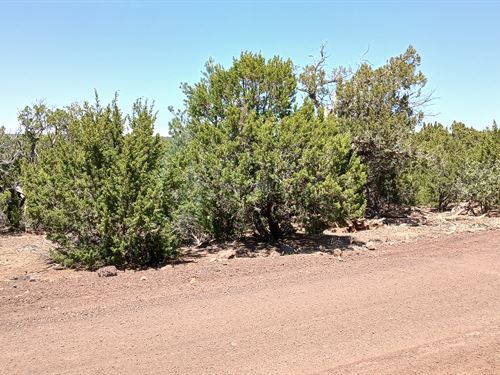Affordable 1.17 Acre Lot : Concho : Apache County : Arizona