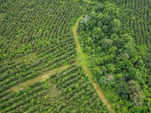 Hunting Land in Morehouse Parish : Bastrop : Morehouse Parish : Louisiana