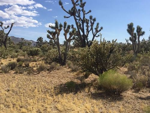 By Main Road & Deals at $125/Mo : Dolan Springs : Mohave County : Arizona