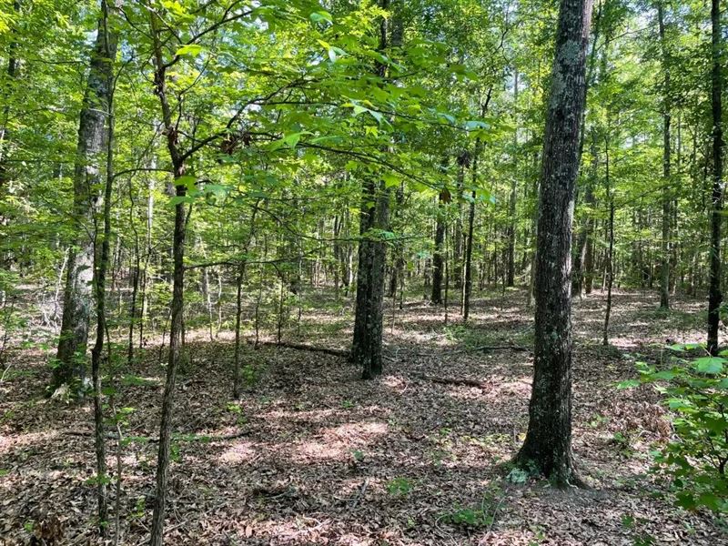 8.22 Acres, Tract 2 On Cl : Honea Path : Abbeville County : South Carolina