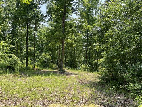 Wooded Land for Sale in TN : Sardis : Hardin County : Tennessee
