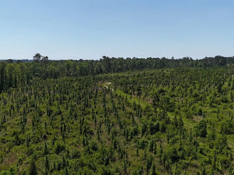 Deer Run Rd, 61 Acres : Vidalia : Toombs County : Georgia
