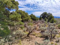 Beautiful Treed, Mountain Views : San Luis : Costilla County : Colorado