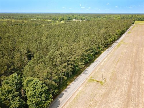 Updated, 38 Acres of Timberland : Jarratt : Sussex County : Virginia