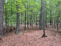 6.46 Acres, Tract 5 : Honea Path : Abbeville County : South Carolina