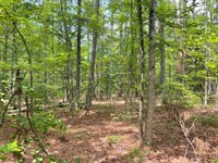 8.79 Acres, Tract 4 : Honea Path : Abbeville County : South Carolina