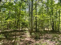 7.40 Acres, Tract 3 On Cl : Honea Path : Abbeville County : South Carolina