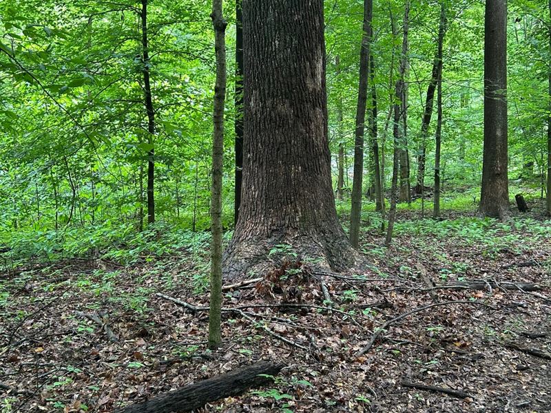 2 Acres in Reelsville Indiana : Reelsville : Putnam County : Indiana