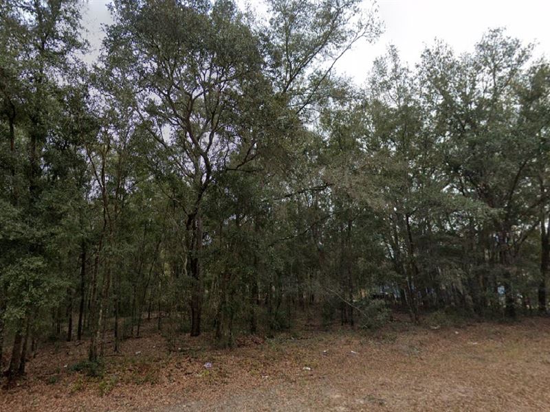 Land Ownership Starts with $199Down : Interlachen : Putnam County : Florida