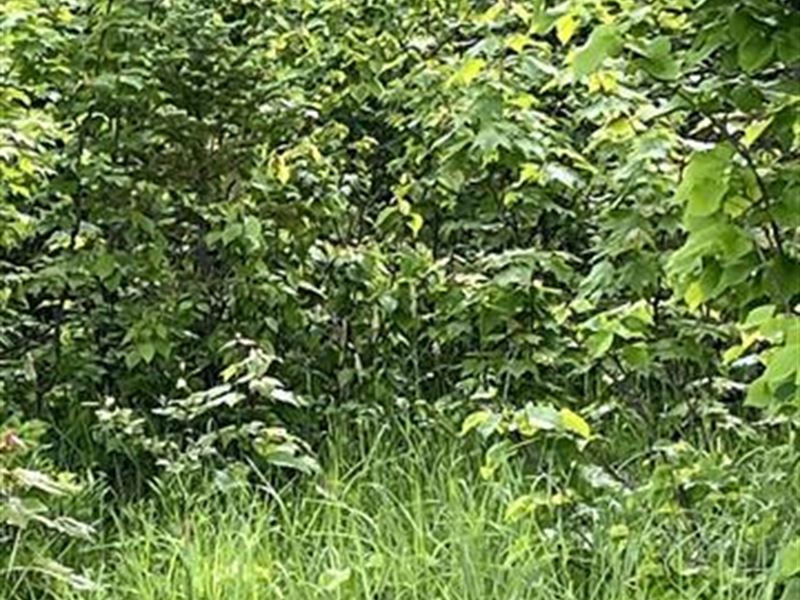 Heavily Wooded 120 Acres : Ewen : Ontonagon County : Michigan