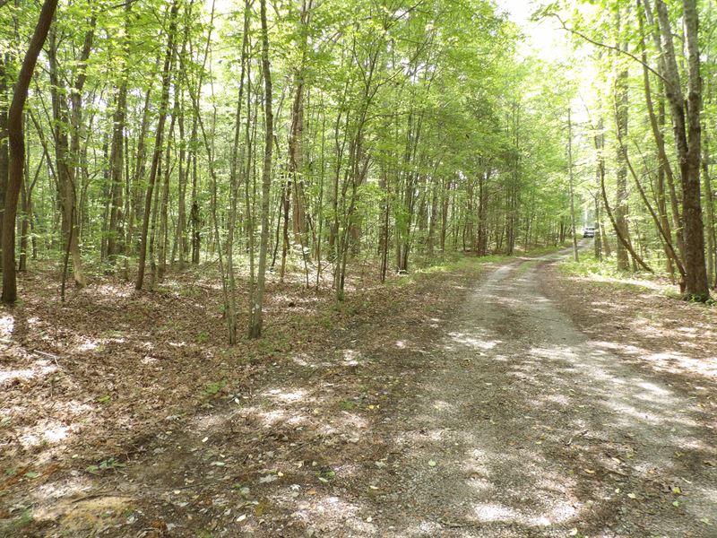 Level, Private, Wooded : Crossville : Bledsoe County : Tennessee