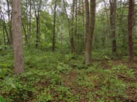 Lovely Wooded Acres : Grand Junction : Van Buren County : Michigan
