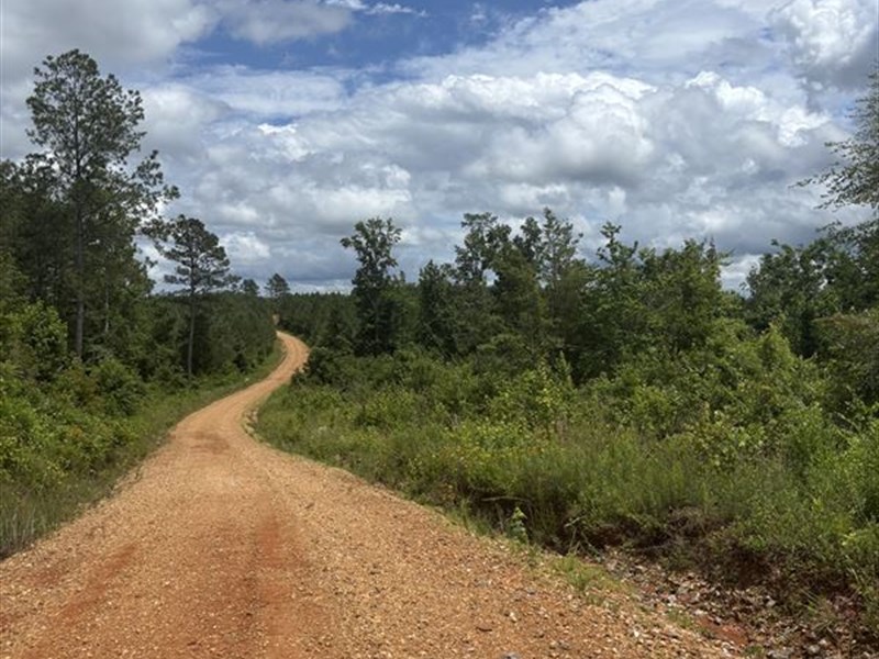 Timber/Hunting Land on 63 Acres : Eupora : Webster County : Mississippi