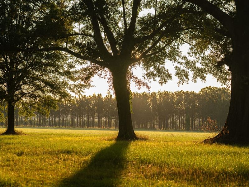 Gorgeous 4 Acre Lot in Grady, AL : Grady : Montgomery County : Alabama