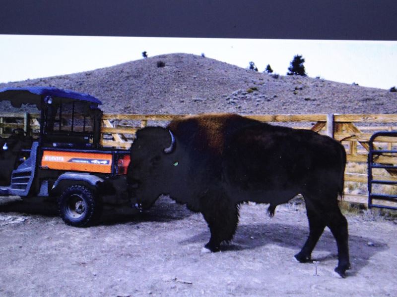Buffalo Pines Ranch : Hartsel : Park County : Colorado