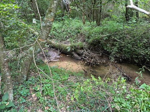 10 Acres Unrestricted Wooded Prop : Gruetli-Laager : Grundy County : Tennessee