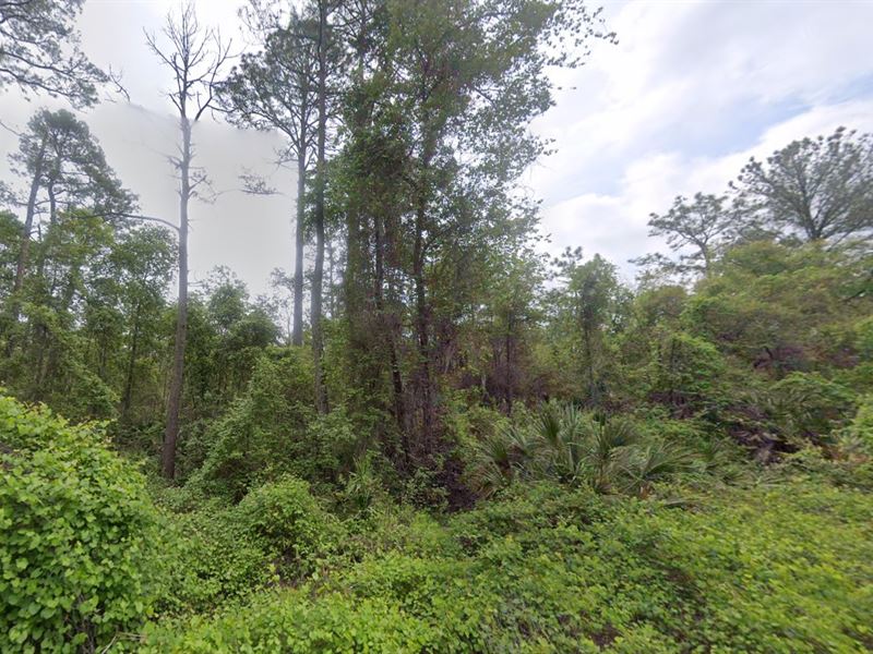 Sunny Florida Lot, $199 Down : Satsuma : Putnam County : Florida