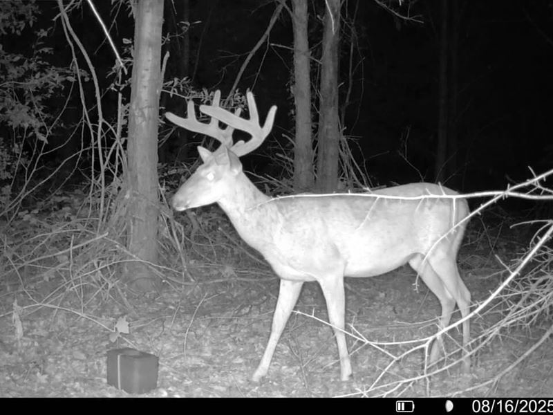 Crittenden County Timber : Earle : Crittenden County : Arkansas