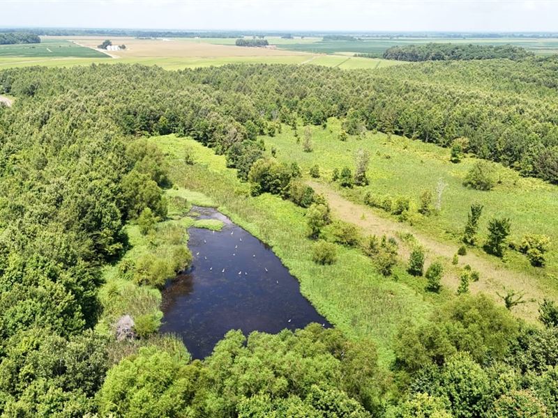 Crittenden County Timber : Earle : Crittenden County : Arkansas