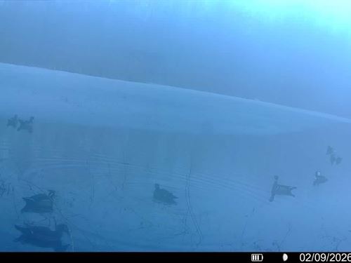 Deer And Duck Hunting Less Than : Earle : Crittenden County : Arkansas