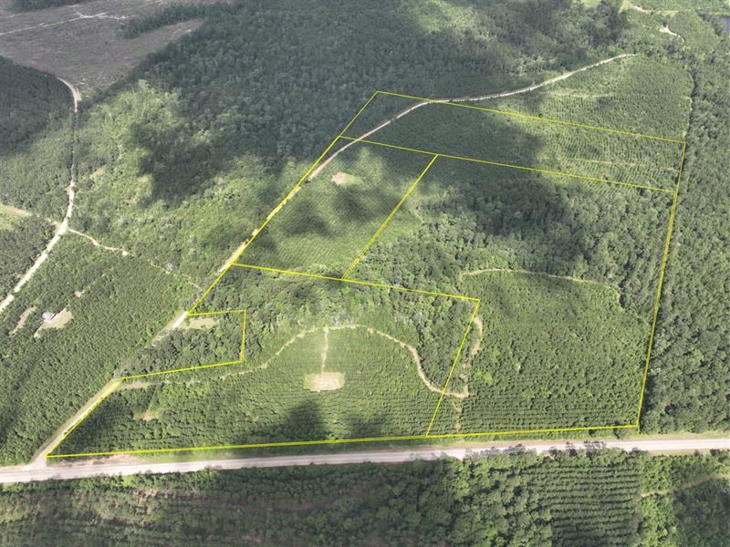 18 Acres, T-4, Rice Road East : Camden : Polk County : Texas