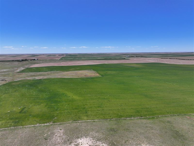 295 Acres, Cheyenne County Dryland : Potter : Cheyenne County : Nebraska