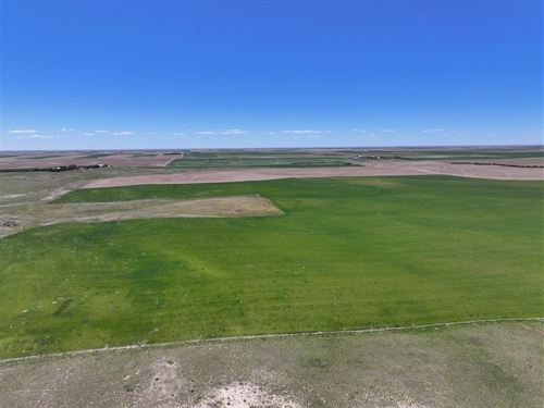 295 Acres, Cheyenne County Dryland : Potter : Cheyenne County : Nebraska