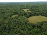 Bottomland Hardwoods and Food Plots : Dewitt : Arkansas County : Arkansas
