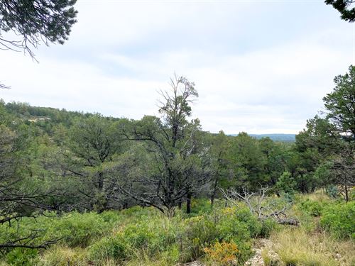Wooded Residential Lot : Timberon : Otero County : New Mexico
