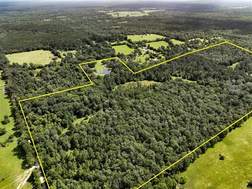 79 Acres, 2456 County Road 4550 : Pennington : Houston County : Texas