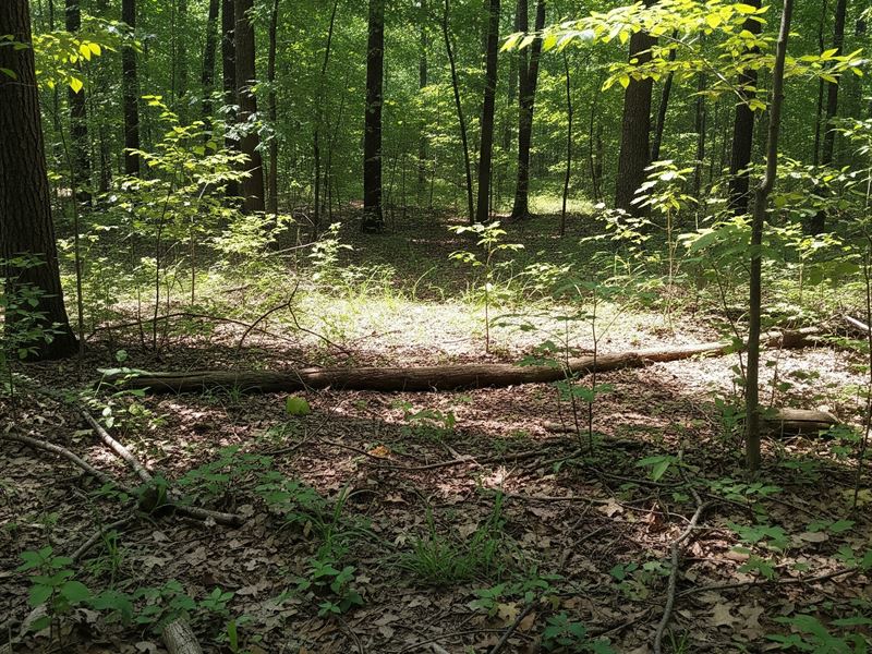 Beautiful Views and Timber : Norfolk : Baxter County : Arkansas