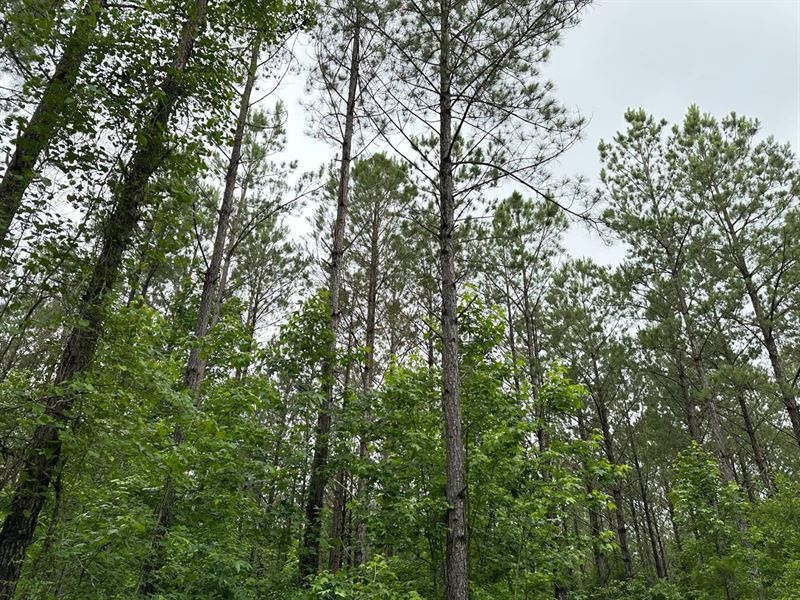 160 Acres Elmore & Coosa County : Equality : Coosa County : Alabama