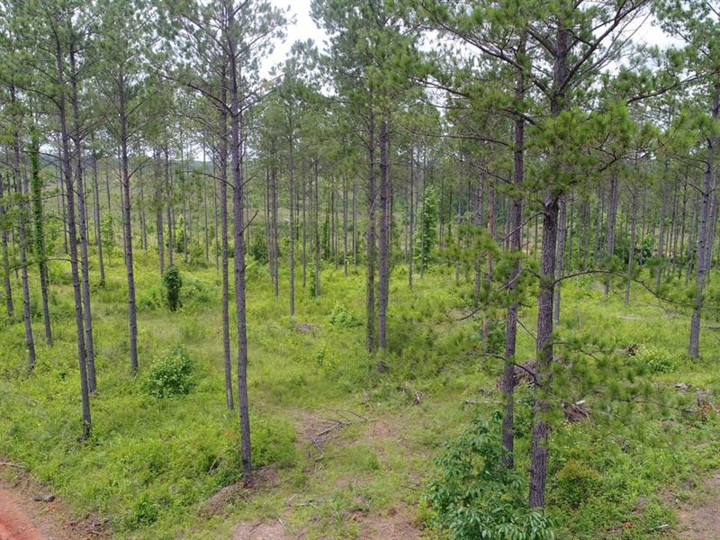 237 Acres Elmore & Coosa County : Equality : Elmore County : Alabama
