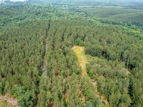 76.06 Acres of Timber/Recreation/Ho : Mount Gilead : Montgomery County : North Carolina