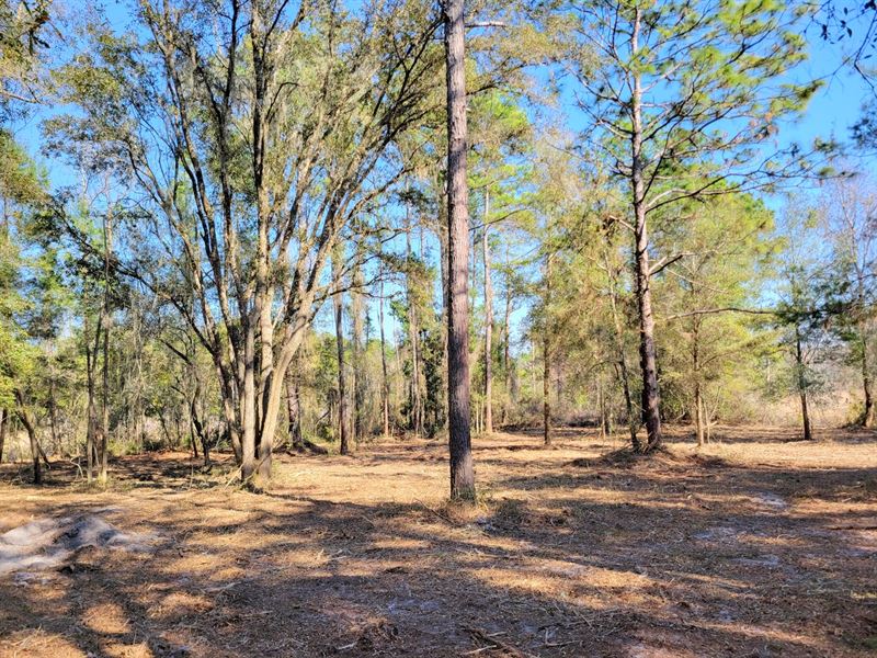 3.57Ac in Fort McCoy, FL : Fort Mc Coy : Marion County : Florida