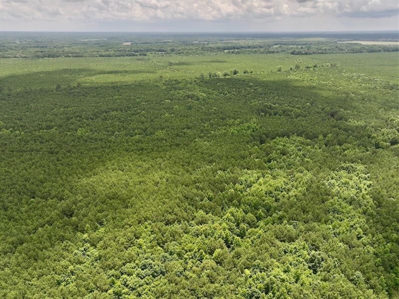 300 Acres of Timber and Hunting Lan : Scotland Neck : Halifax County : North Carolina